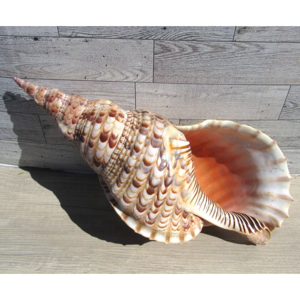 SEASHELL Triton  Charonia Tritonis Huge Very Big  15.25" 2lbs+ Collector Shell